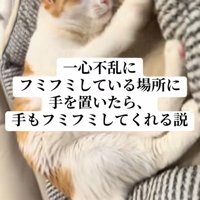 ベッドの中でふみふみしている猫