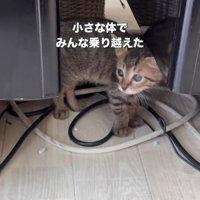 立っている子猫