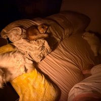 ベッドに集まる猫たち