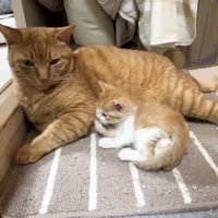 成猫のそばで毛づくろいする子猫