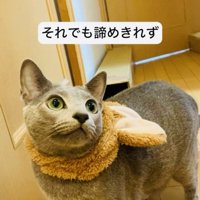 うさぎの被り物を首にかけて廊下に立つロシアンブルー
