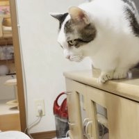 テレビ台に乗った猫ちゃん
