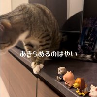 テレビ台の上に座っている猫