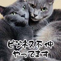 寄り添い合う2匹の保護猫