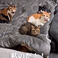 ベッドに乗る4匹の猫たち