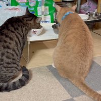 ご飯を食べる2匹の猫