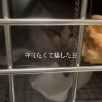 捕獲器の中で座る猫