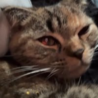 眠そうな猫の顔