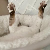 オラに元気を…
