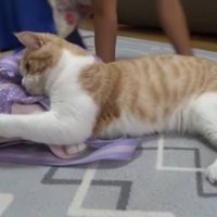バッグを掴んでいる猫