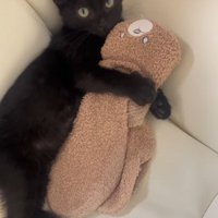 靴下をかかえている黒猫の子猫