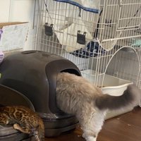 トイレに入ろうとする2匹の猫