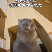 段ボールの中に座っている猫と段ボールを動かす飼い主の手