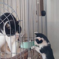 ケージをのぞくごましおくん