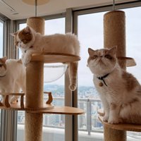 キャットタワーに乗る3匹の猫