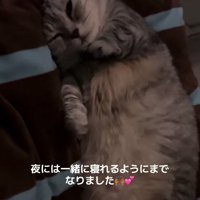 布団の上で仰向けになって右目を閉じている猫