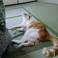横になっている猫