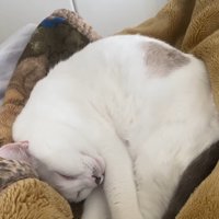 熟睡中