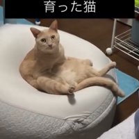 見つめる猫