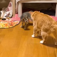 やんのかポーズ