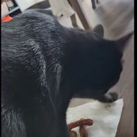 ティッシュをひっかいている猫