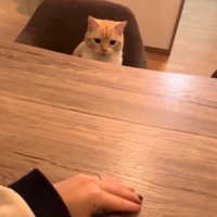 テーブルの上の手を見つめる猫