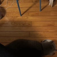 画面手前でご飯のお皿に顔を近づけている猫の背中