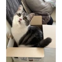 室内にいる猫