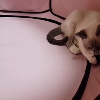 おもちゃで遊ぶ子猫