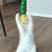 バンザイしておもちゃを取ろうとする猫