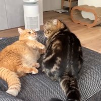 向かい合う2匹の猫