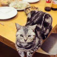 テーブルに座るアメリカンショートヘア