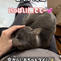 ママの足の上で甘える保護猫