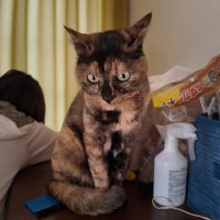 イカ耳のたっちゃん