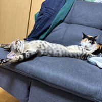 ソファの上でお腹を出して眠るキジトラ猫を、横アングルから撮影する飼い主