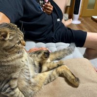 同じ姿勢でソファに座る猫と男性