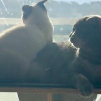 二匹の猫が窓の外を見る