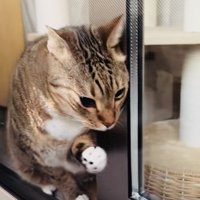 網戸と窓の隙間に入ろうとするキジトラ猫