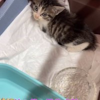 病院から帰ってきた子猫