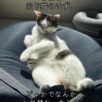 仰向けの猫