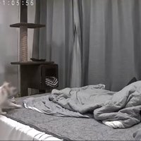 飼い主がくつろぐベッドに飛び乗る猫