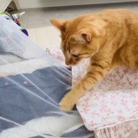 赤ちゃんに近づく茶トラ猫