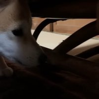 イスの下をのぞき込む犬
