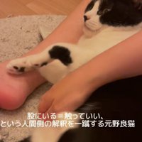 蹴る猫