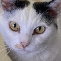 穏やかな表情で上目遣いでカメラ目線の猫