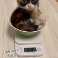 計量器の上に乗ってキョトンとした顔をする子猫