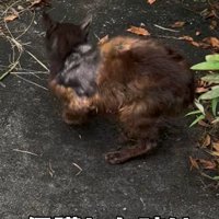 外に猫の後ろ姿