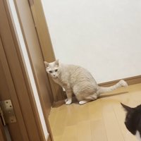 ドアの前にいる猫とその猫を見ている猫
