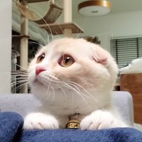 飼い主の脚に手を置く猫