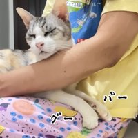 膝の上で甘えるキャリーちゃん